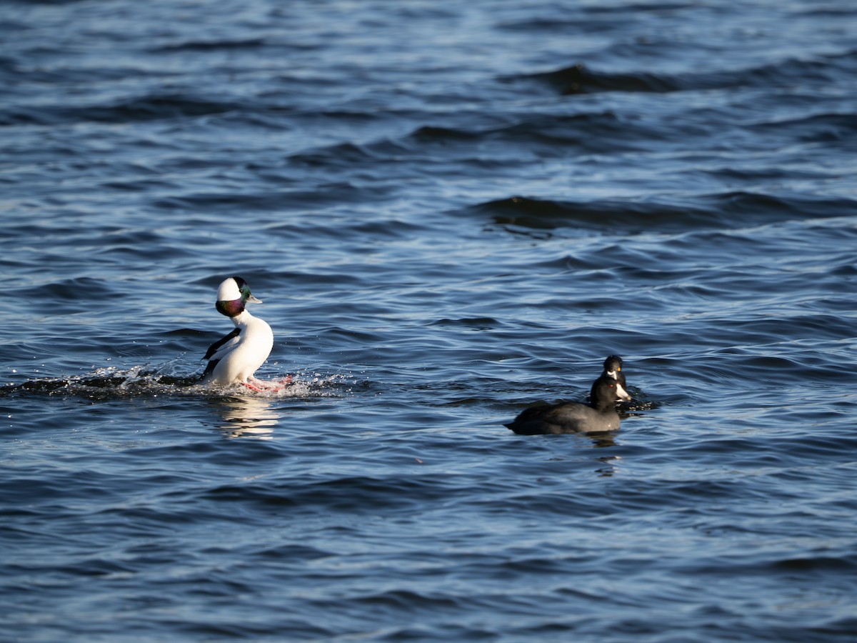 Bufflehead - ML647513049