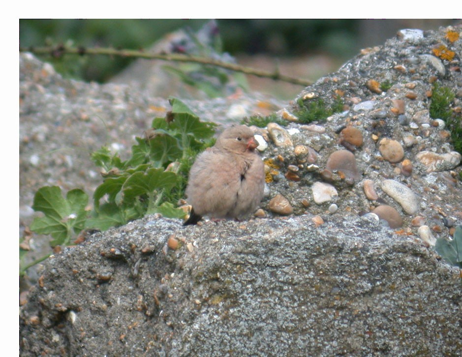 Trumpeter Finch - ML647513050