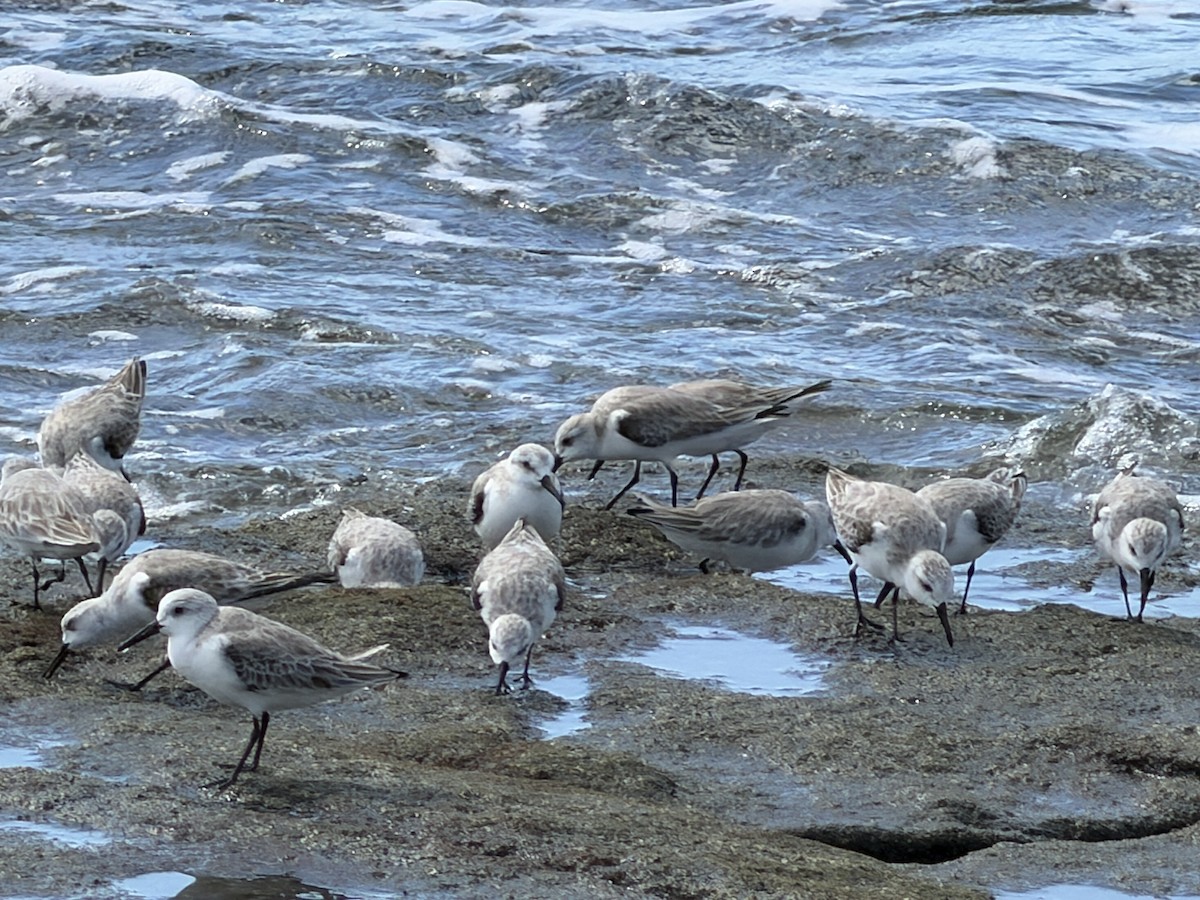 Sanderling - ML647513051