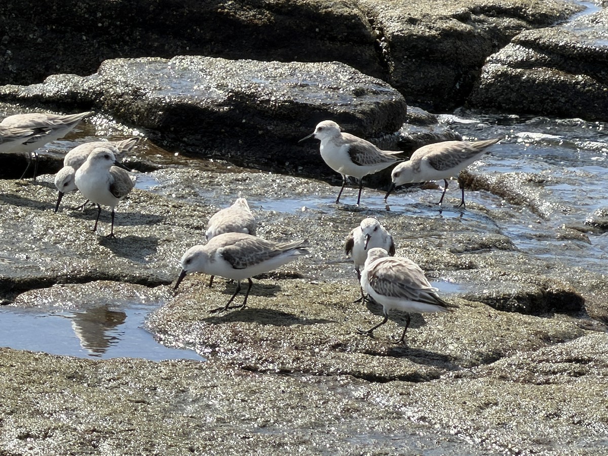 Sanderling - ML647513052