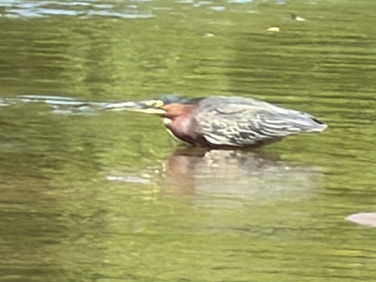 Green Heron - ML647513054