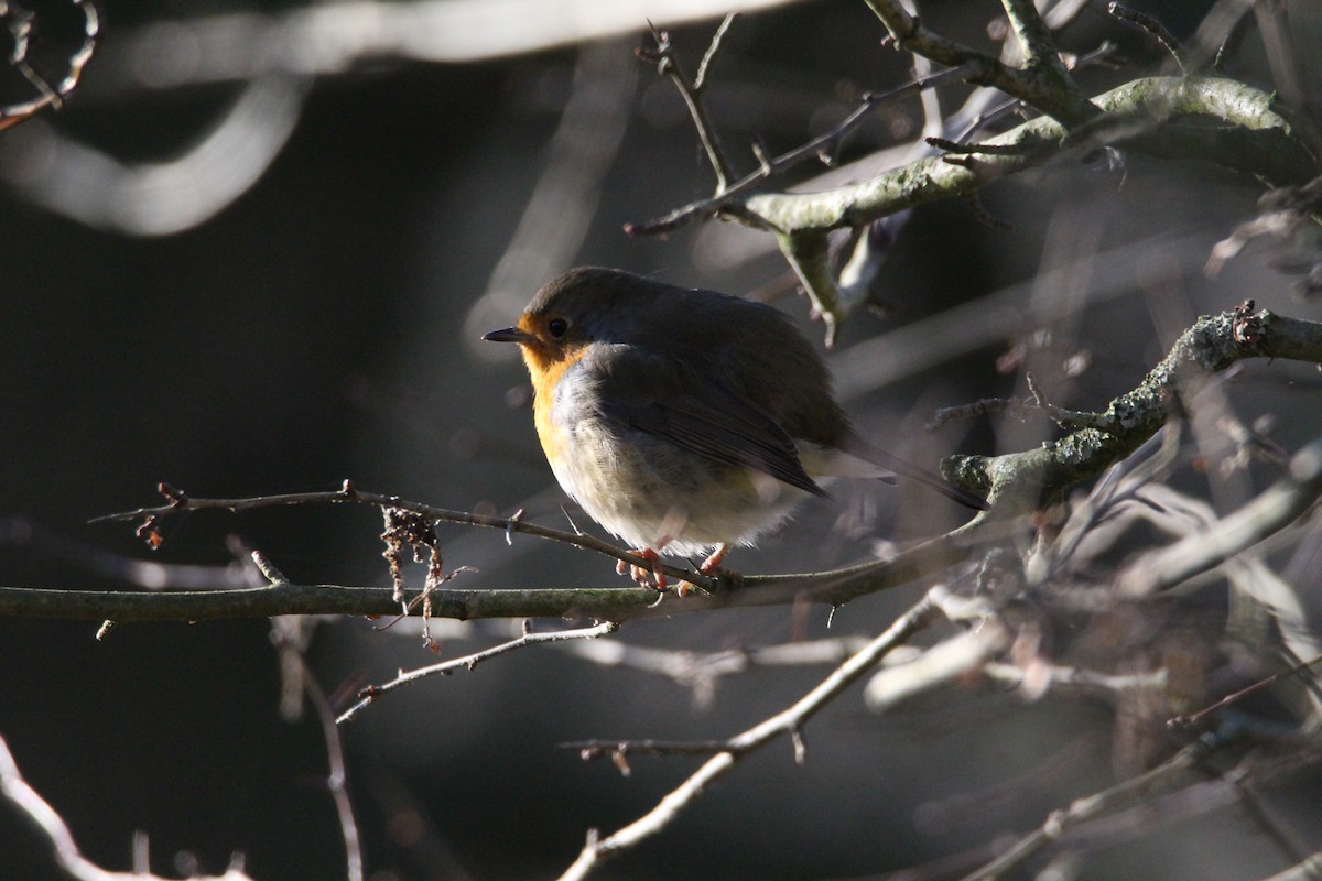 European Robin - ML647513059