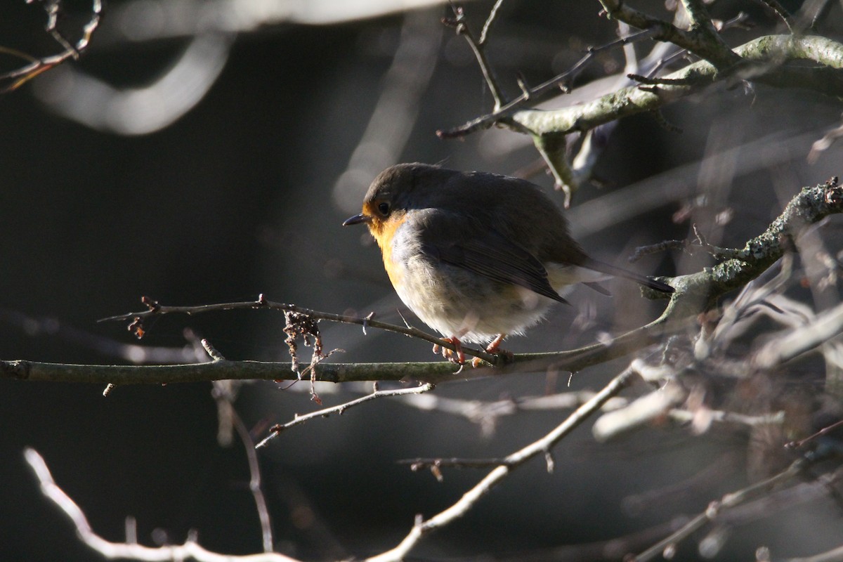 European Robin - ML647513060