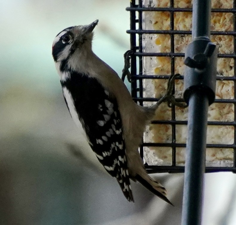 Downy Woodpecker - ML647513062