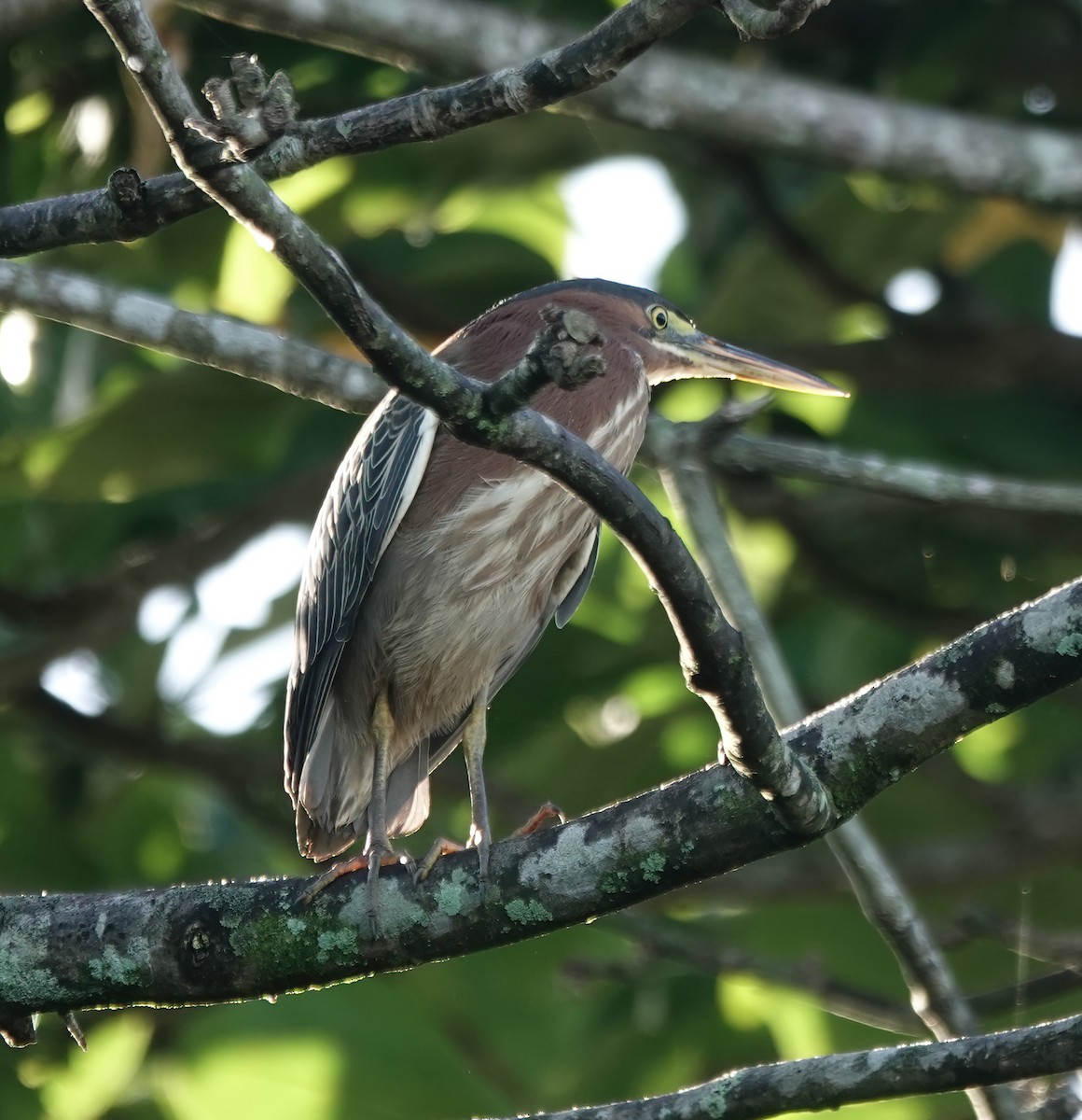 Green Heron - ML647513064
