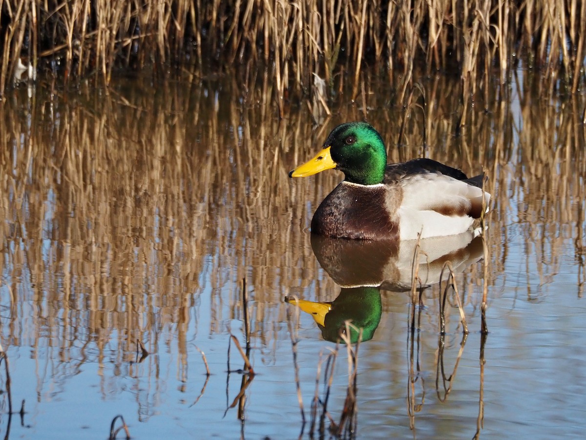 Mallard - ML647513068