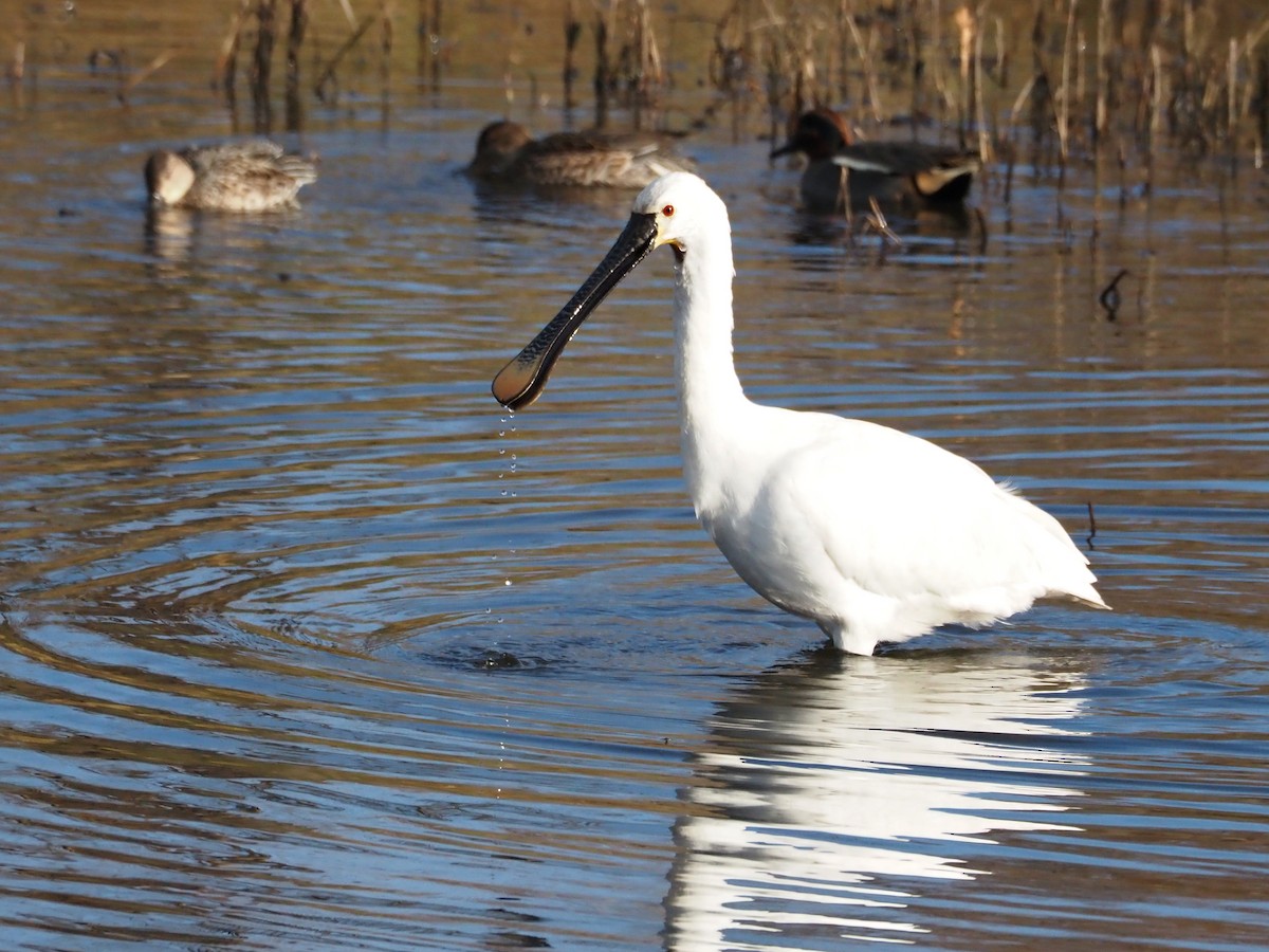 Eurasian Spoonbill - ML647513074