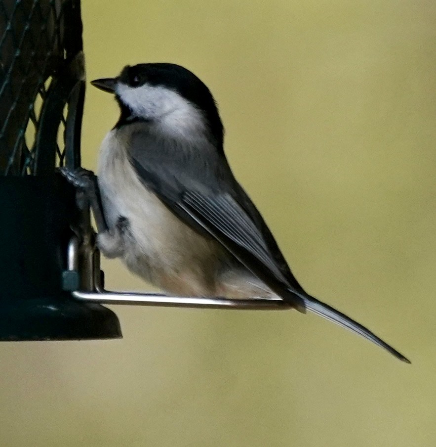 Carolina Chickadee - ML647513075