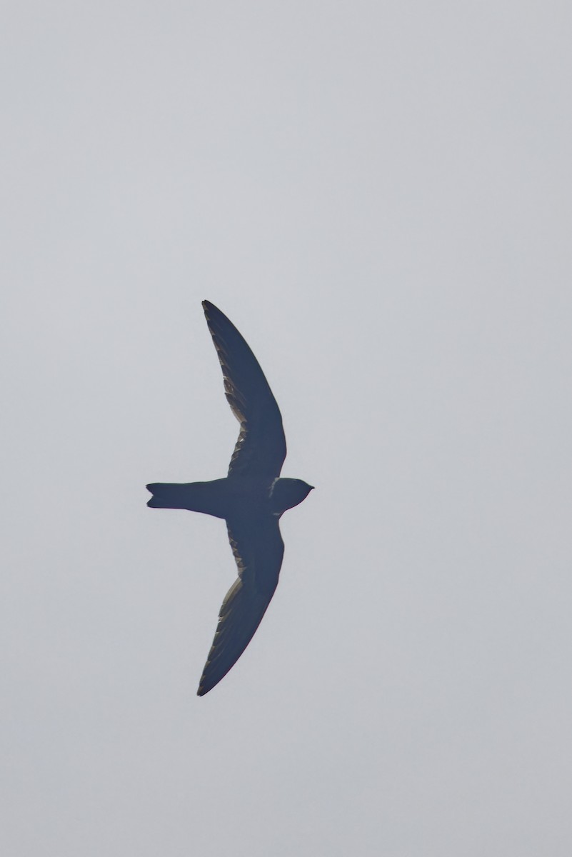 White-collared Swift - ML647513079