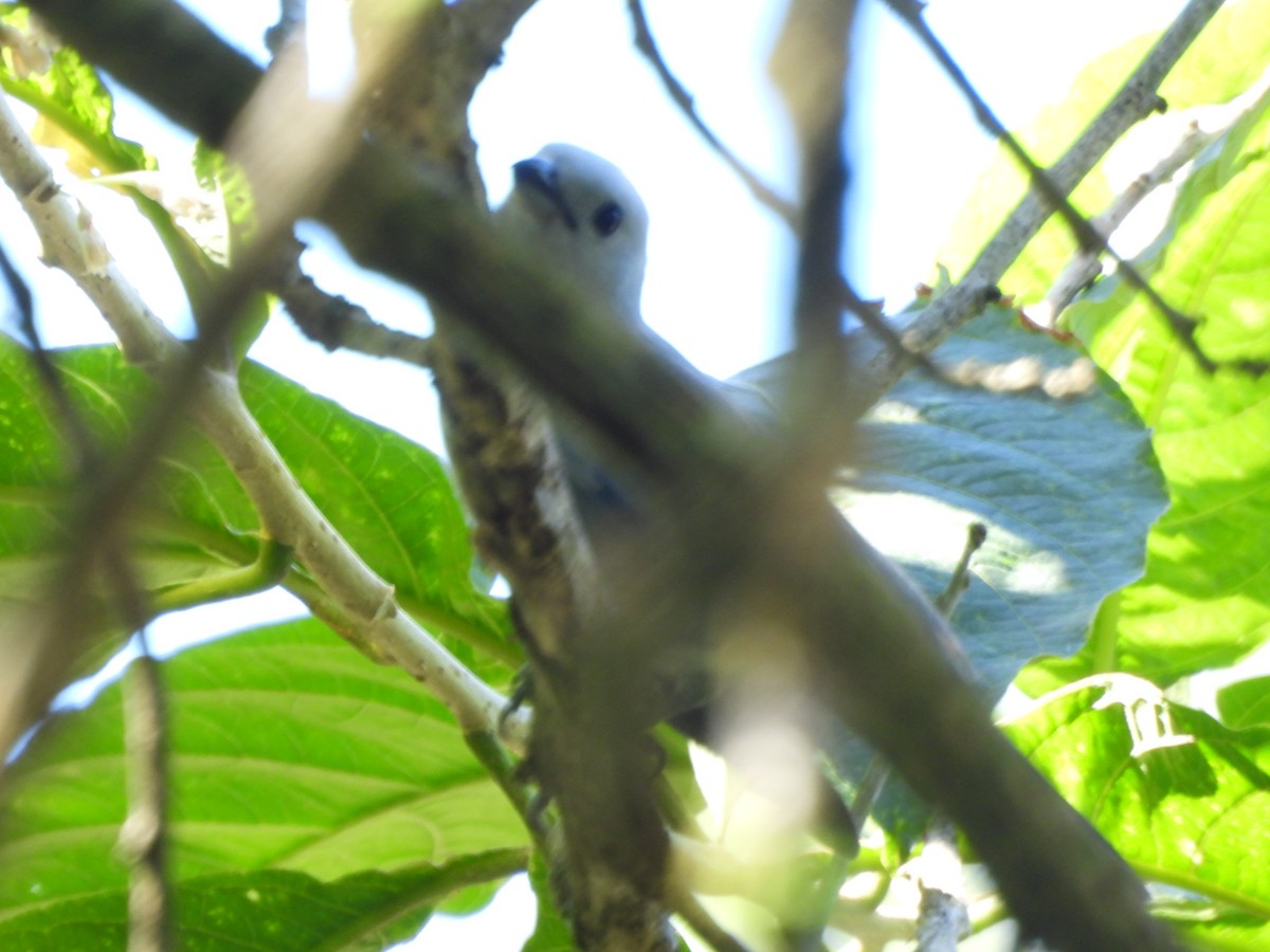Blue-gray Tanager - ML647513081