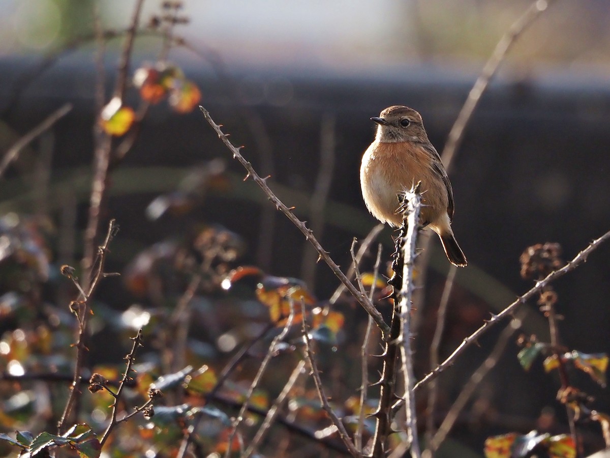 European Stonechat - ML647513084