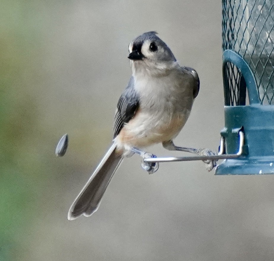 Tufted Titmouse - ML647513086