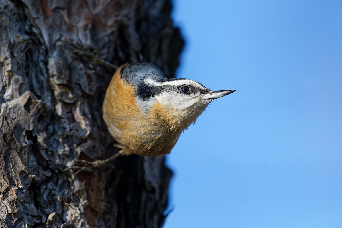 Red-breasted Nuthatch - ML647513087