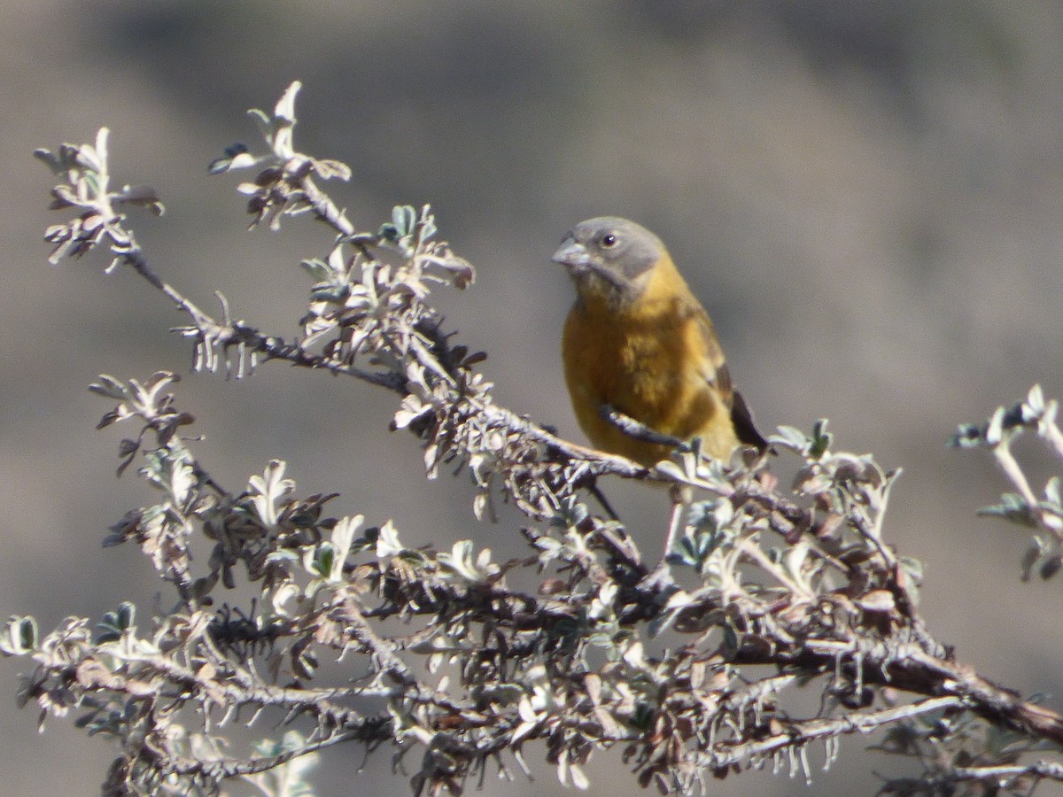 Black-hooded Sierra Finch - ML647513088