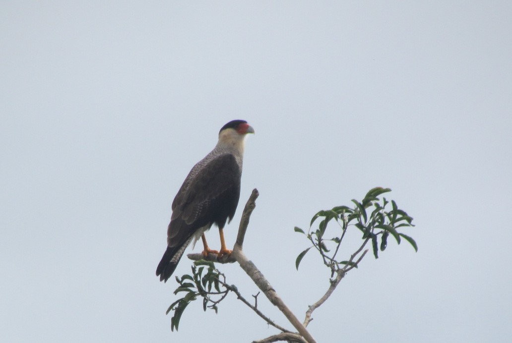 Crested Caracara - ML647513090