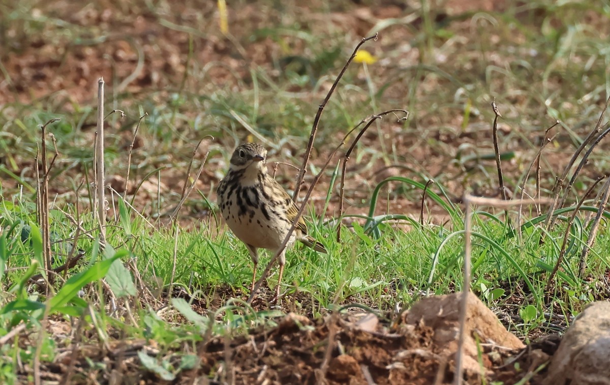 Meadow Pipit - ML647513091