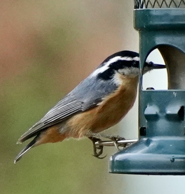 Red-breasted Nuthatch - ML647513092