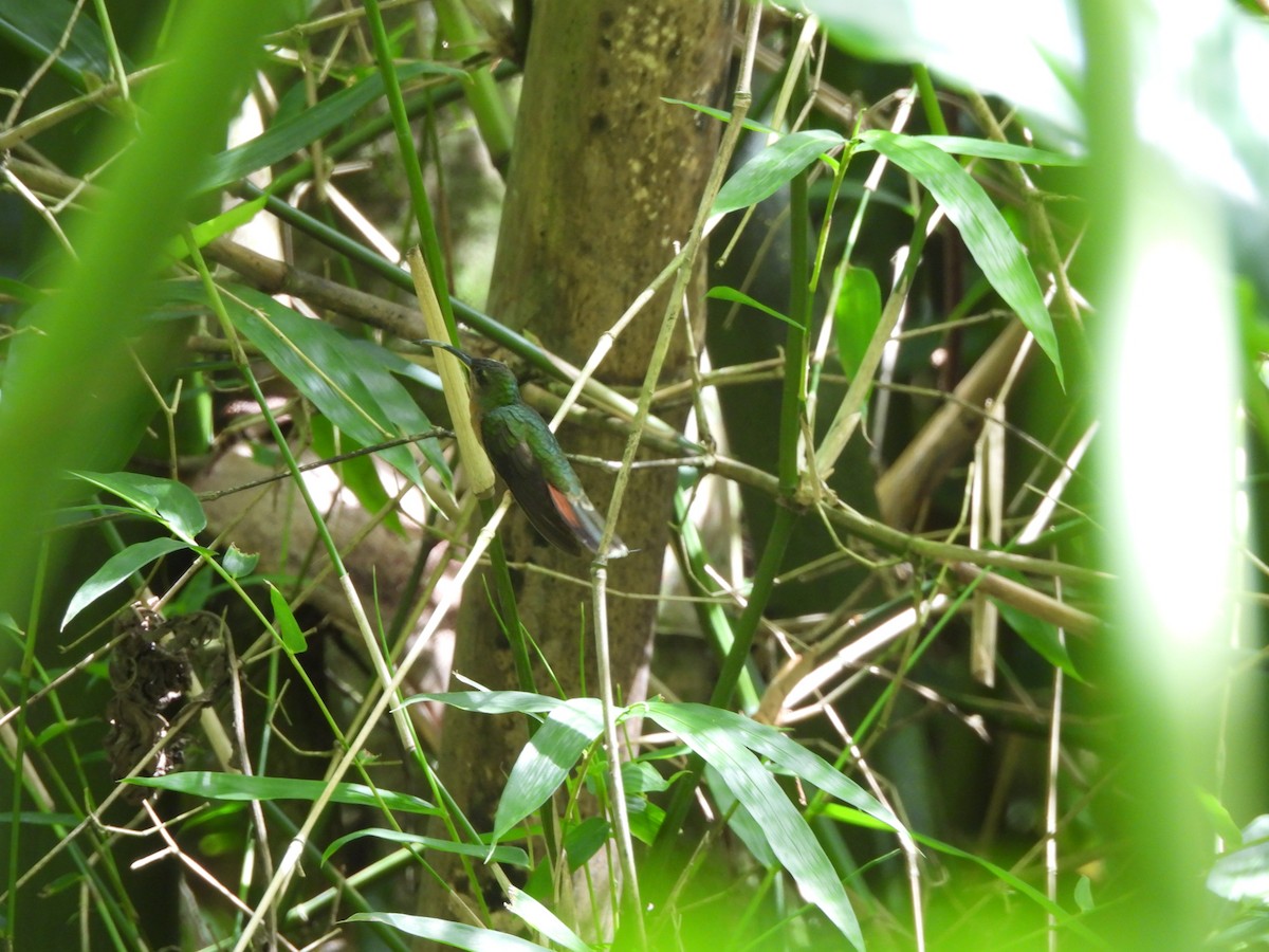 Rufous-breasted Hermit - ML647513093