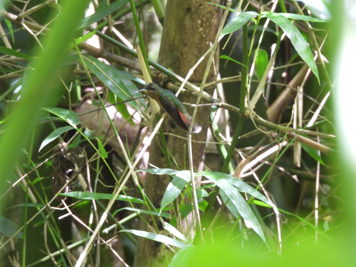 Rufous-breasted Hermit - ML647513094