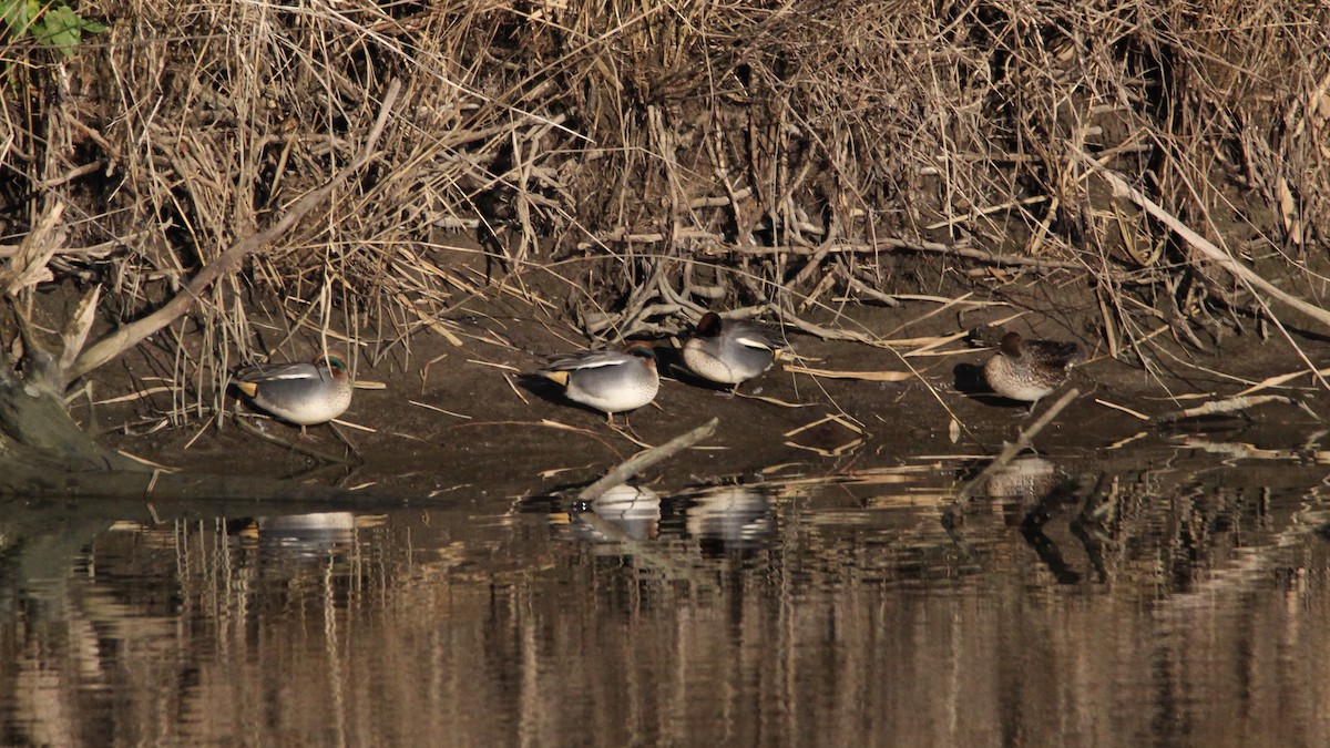 Green-winged Teal - ML647513095