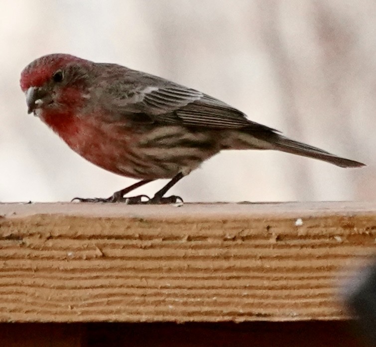 House Finch - ML647513096