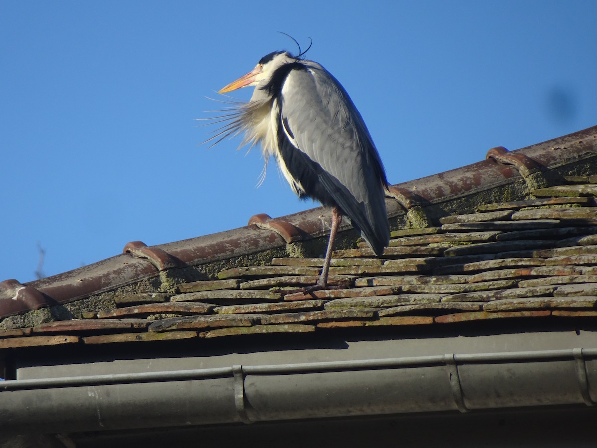 Gray Heron - ML647513097