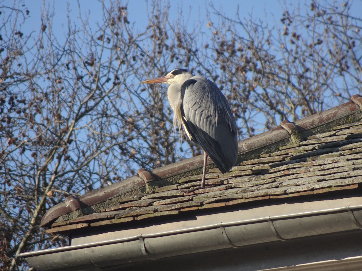Gray Heron - ML647513098
