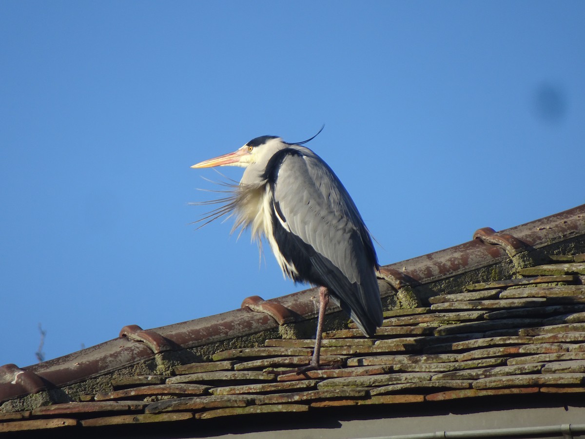 Gray Heron - ML647513099