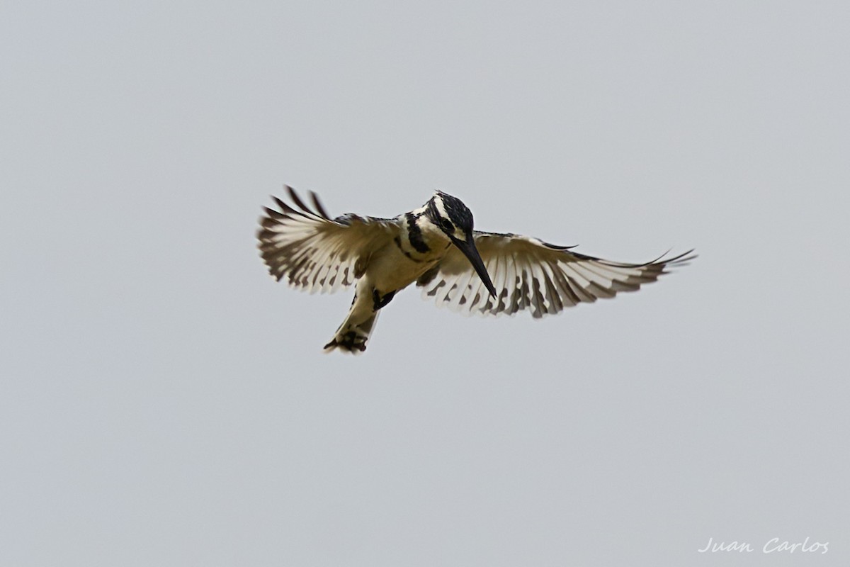 Pied Kingfisher - ML647513100