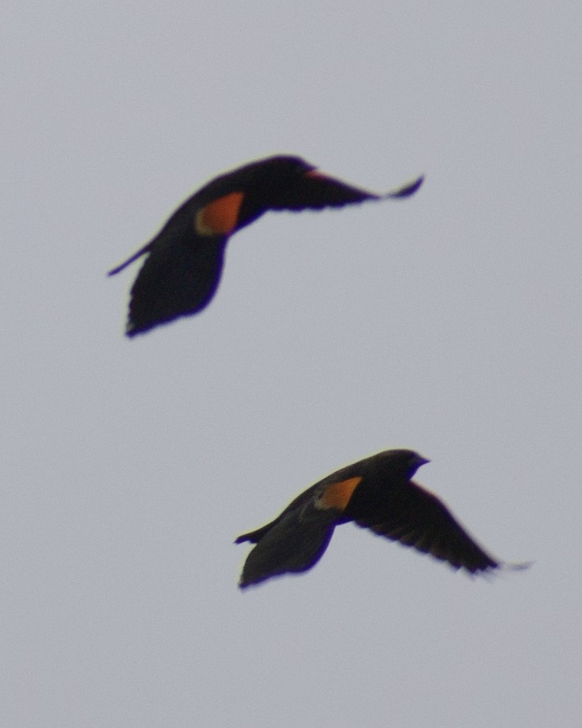 Red-winged Blackbird - ML647513101