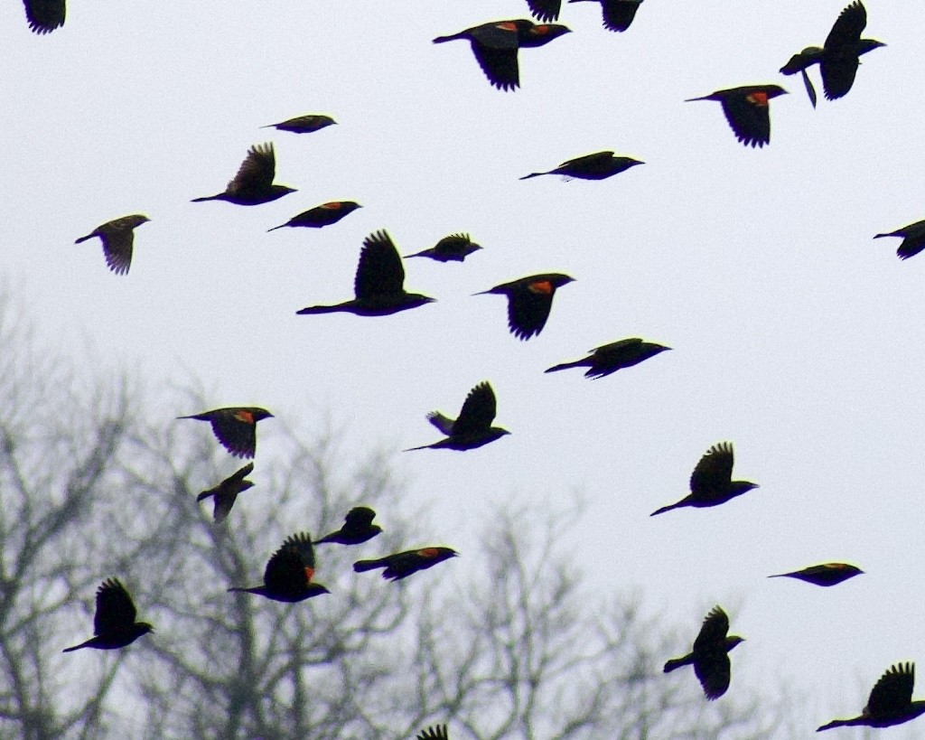 Red-winged Blackbird - ML647513103