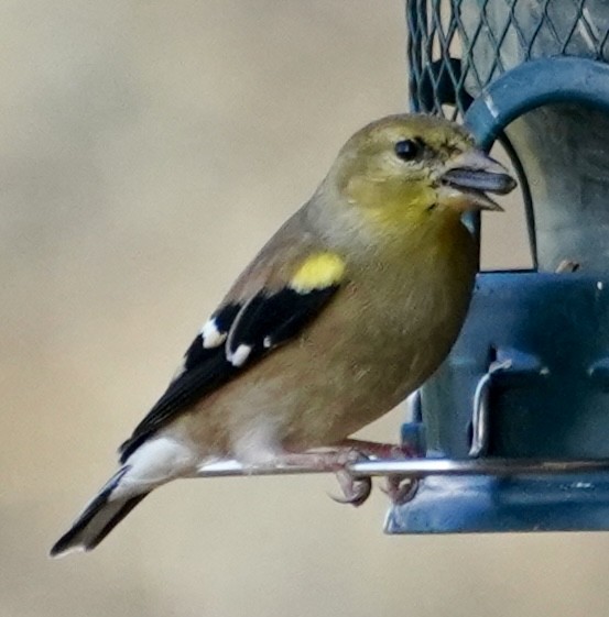 American Goldfinch - ML647513106