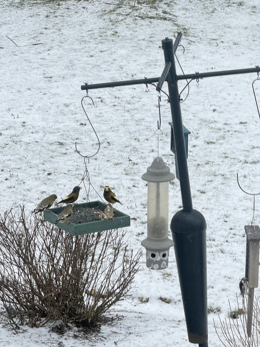 Evening Grosbeak - ML647513126