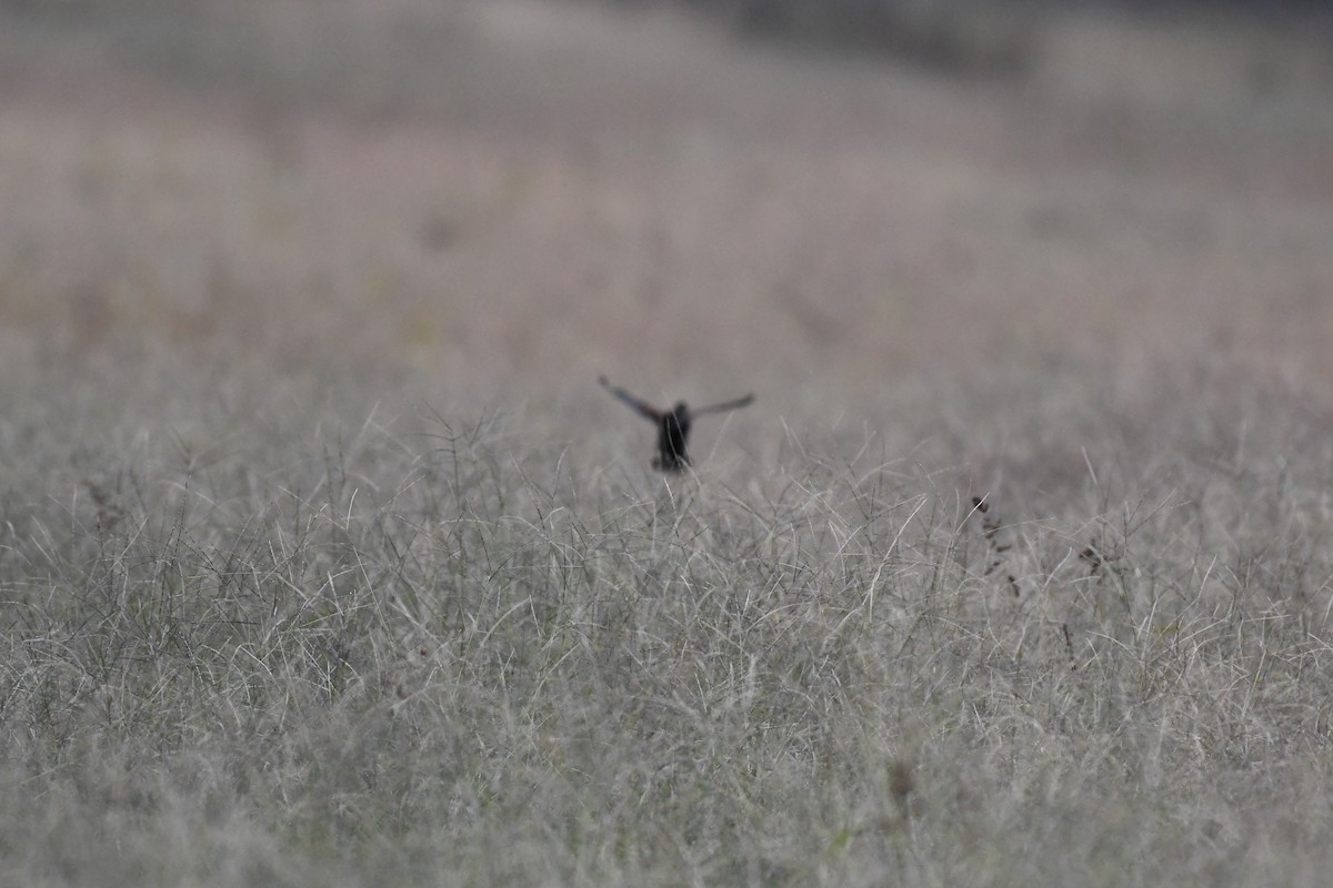 Virginia Rail - ML647513134