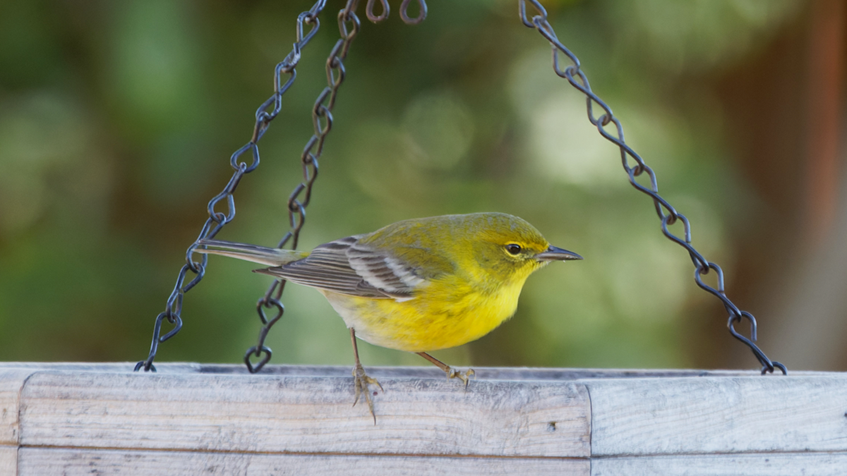 Pine Warbler - ML647513141