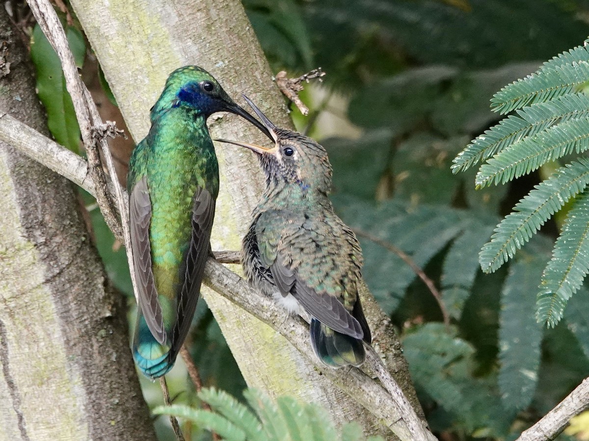 Sparkling Violetear - ML647513143