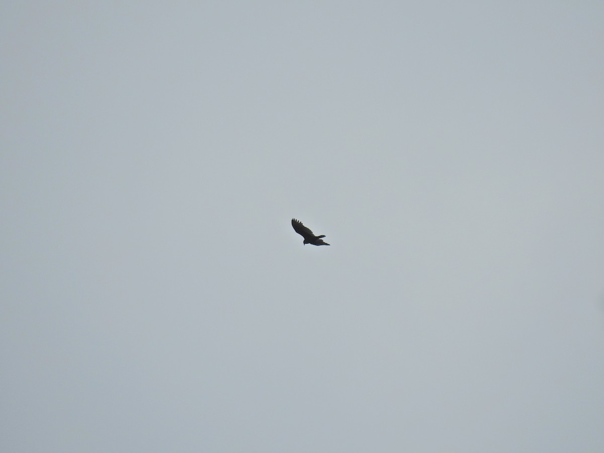 Turkey Vulture - ML647513145