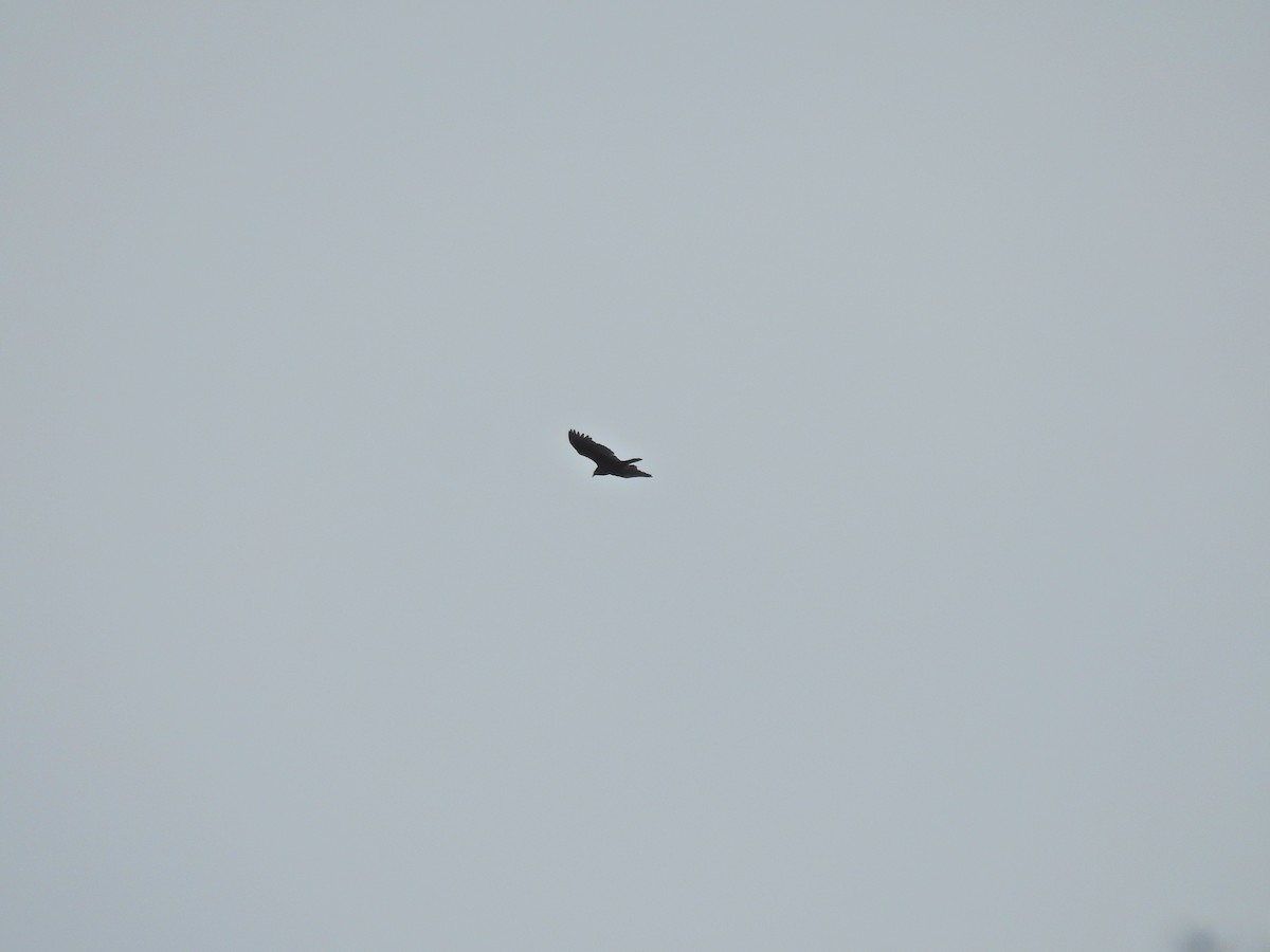 Turkey Vulture - ML647513146