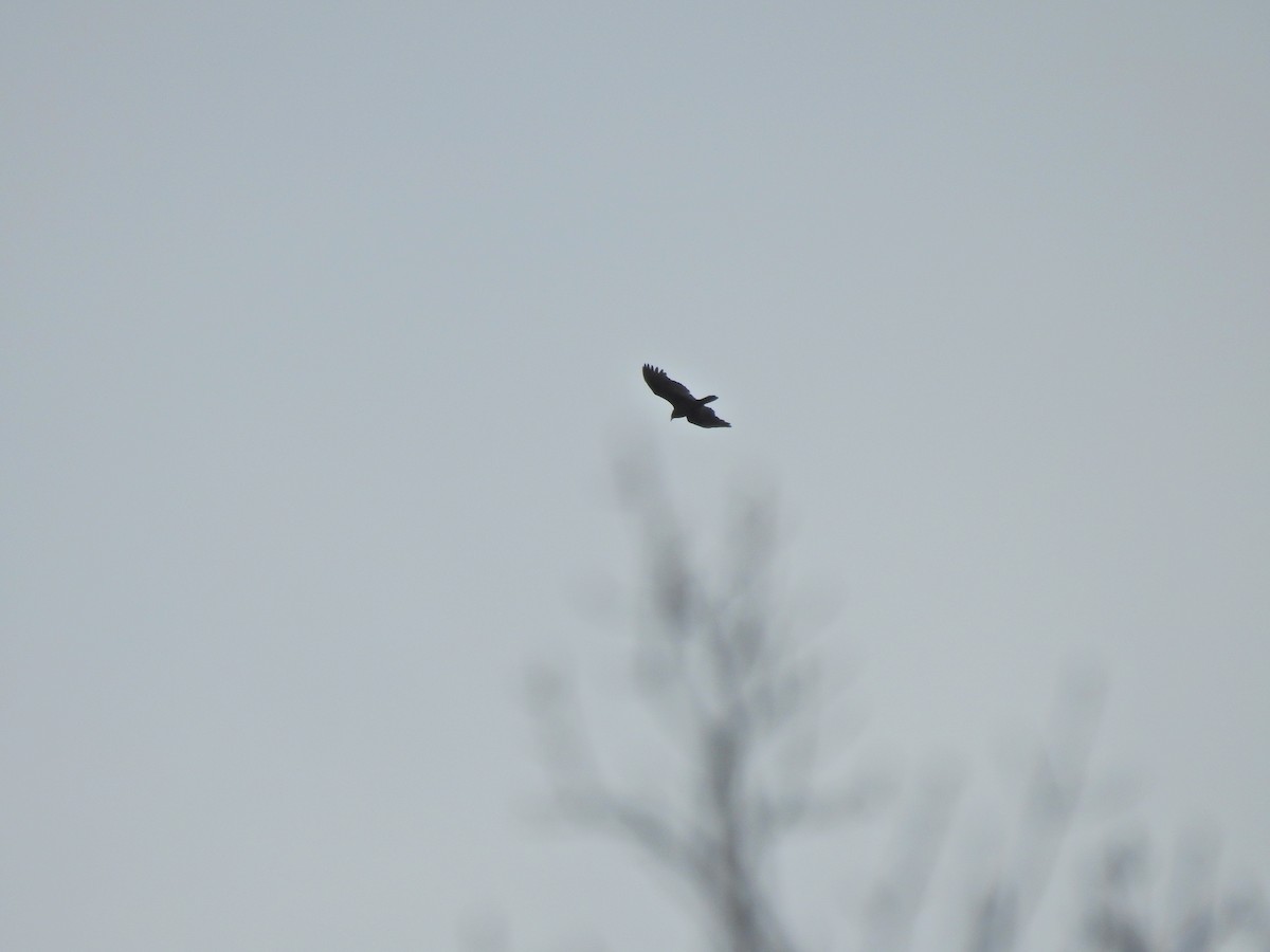 Turkey Vulture - ML647513147