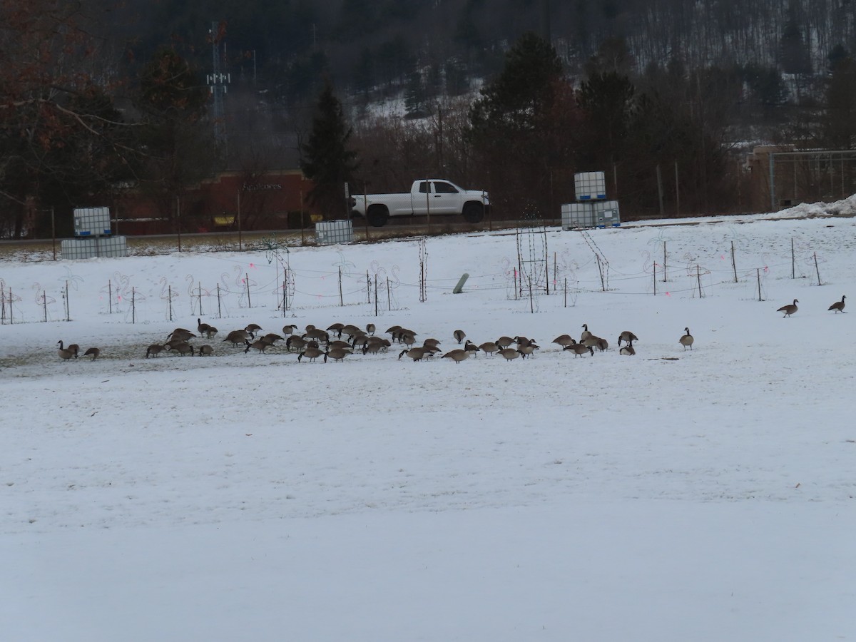 Канадская казарка - ML647513169