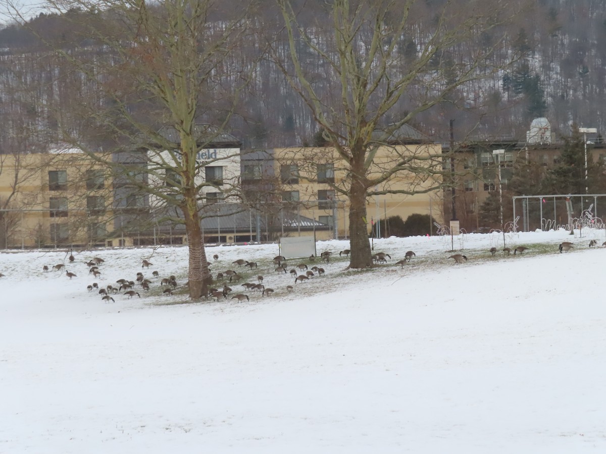 Канадская казарка - ML647513170