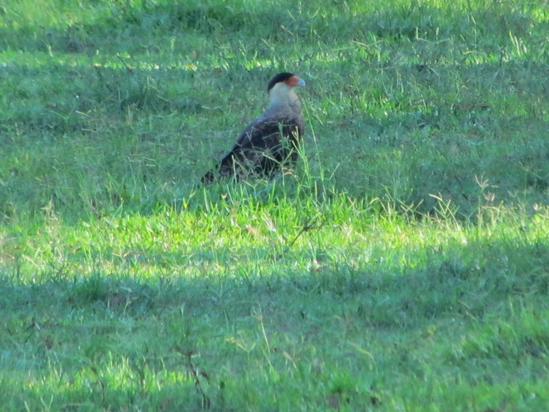 Crested Caracara - ML647513206
