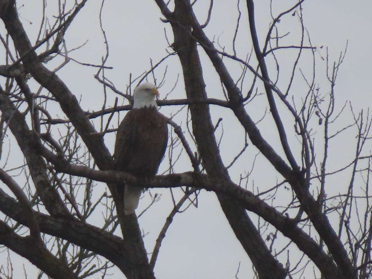 Bald Eagle - ML647513235