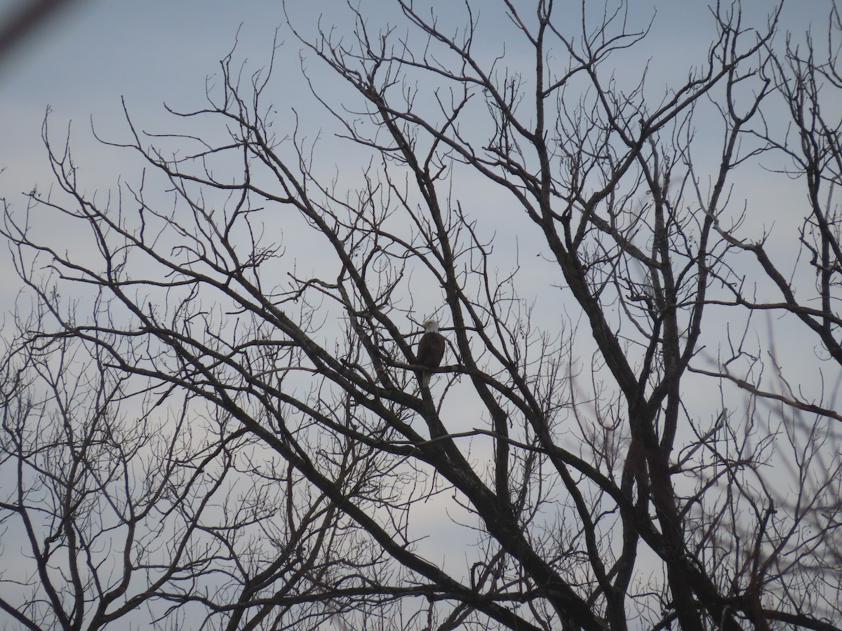 Bald Eagle - ML647513237