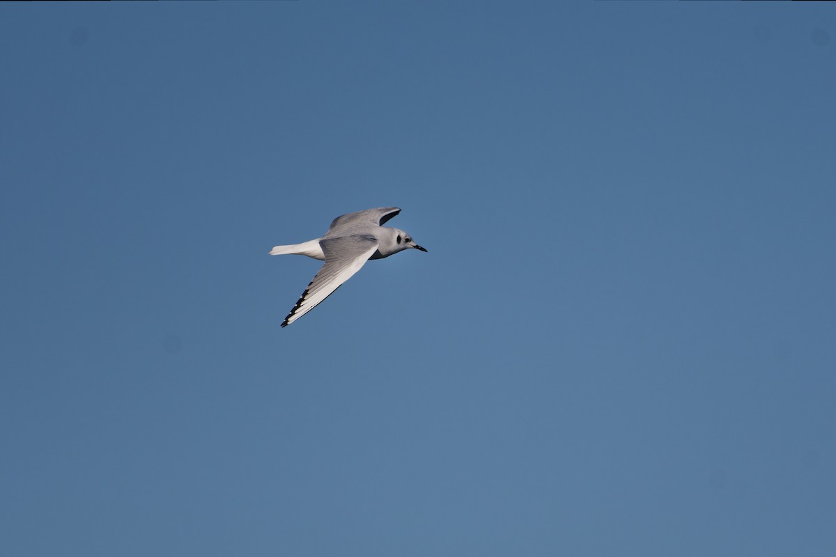 Bonaparte's Gull - ML647513241