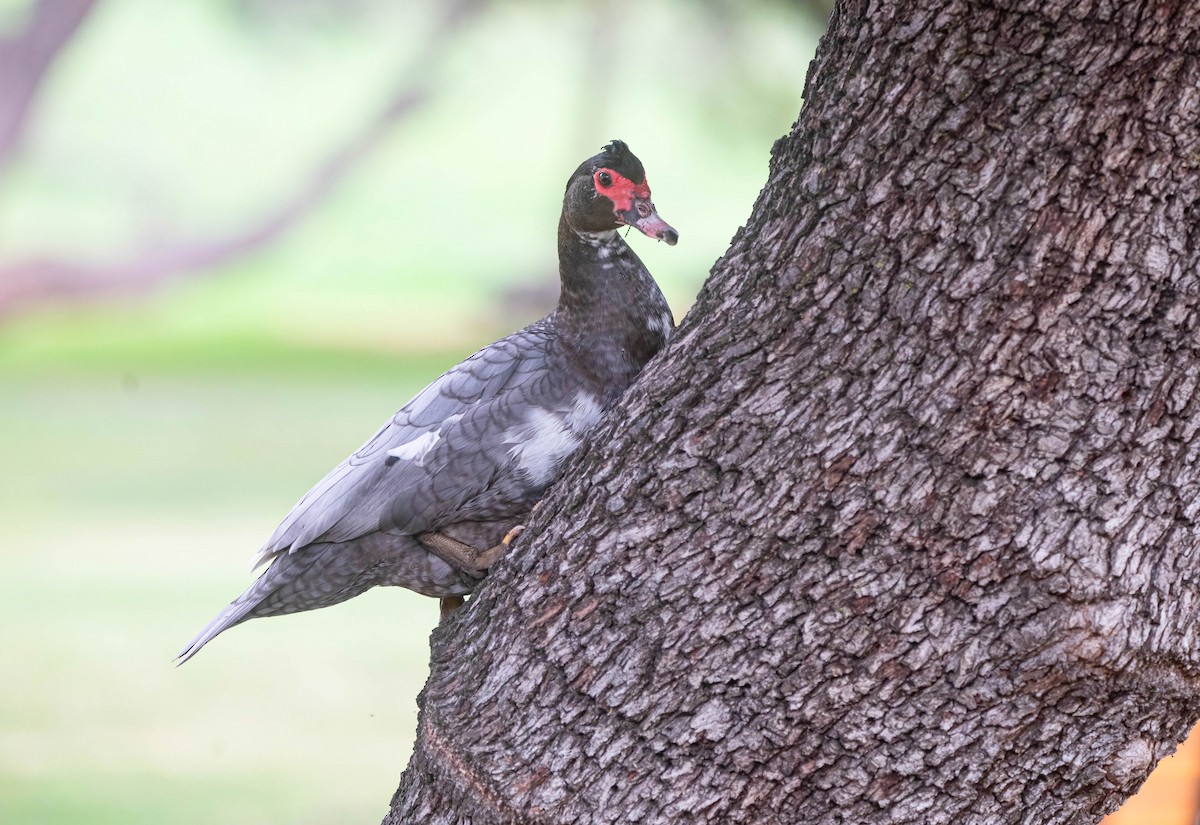 Muscovy Duck (Domestic type) - ML647513242