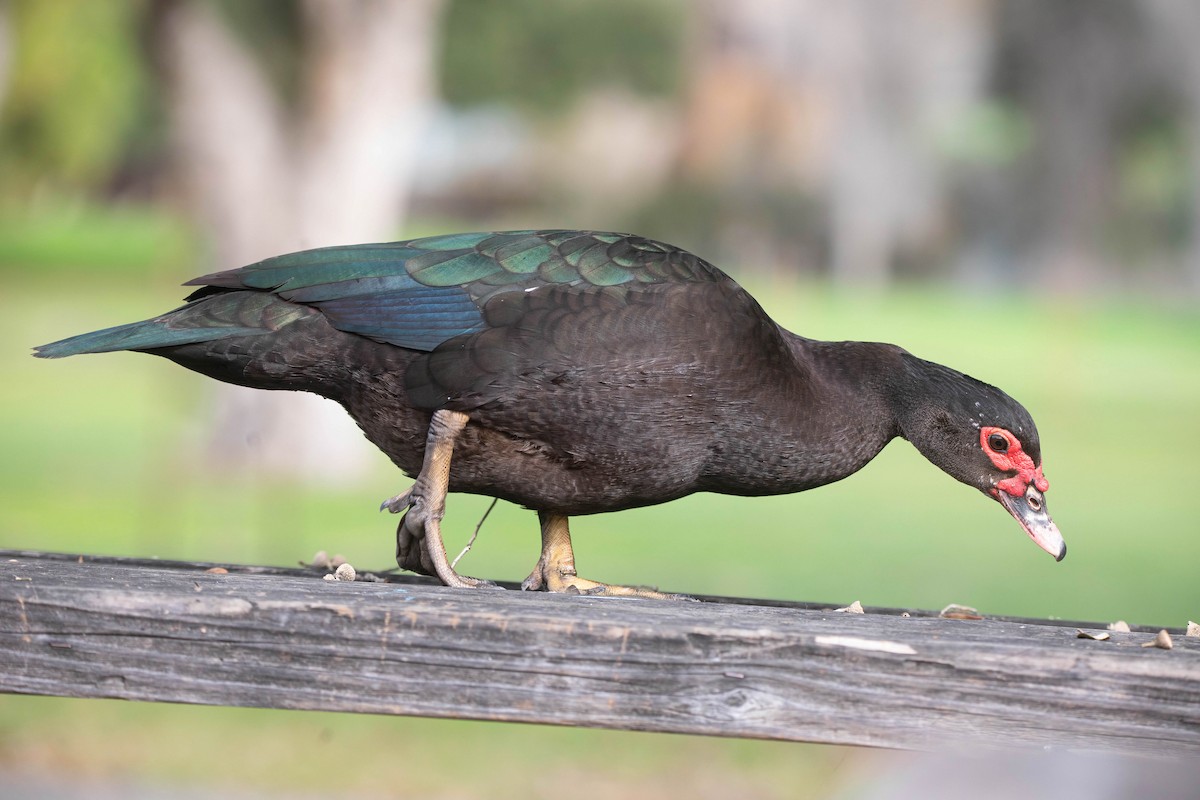 Muscovy Duck (Domestic type) - ML647513243