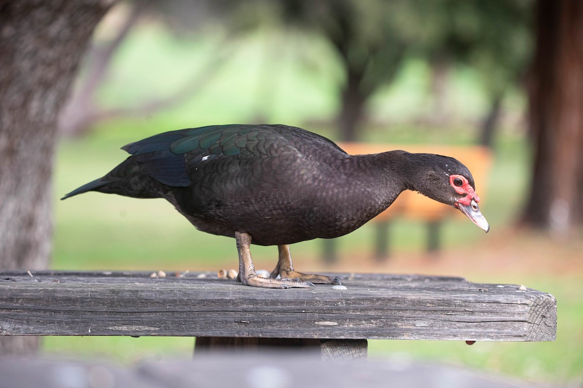 Muscovy Duck (Domestic type) - ML647513244