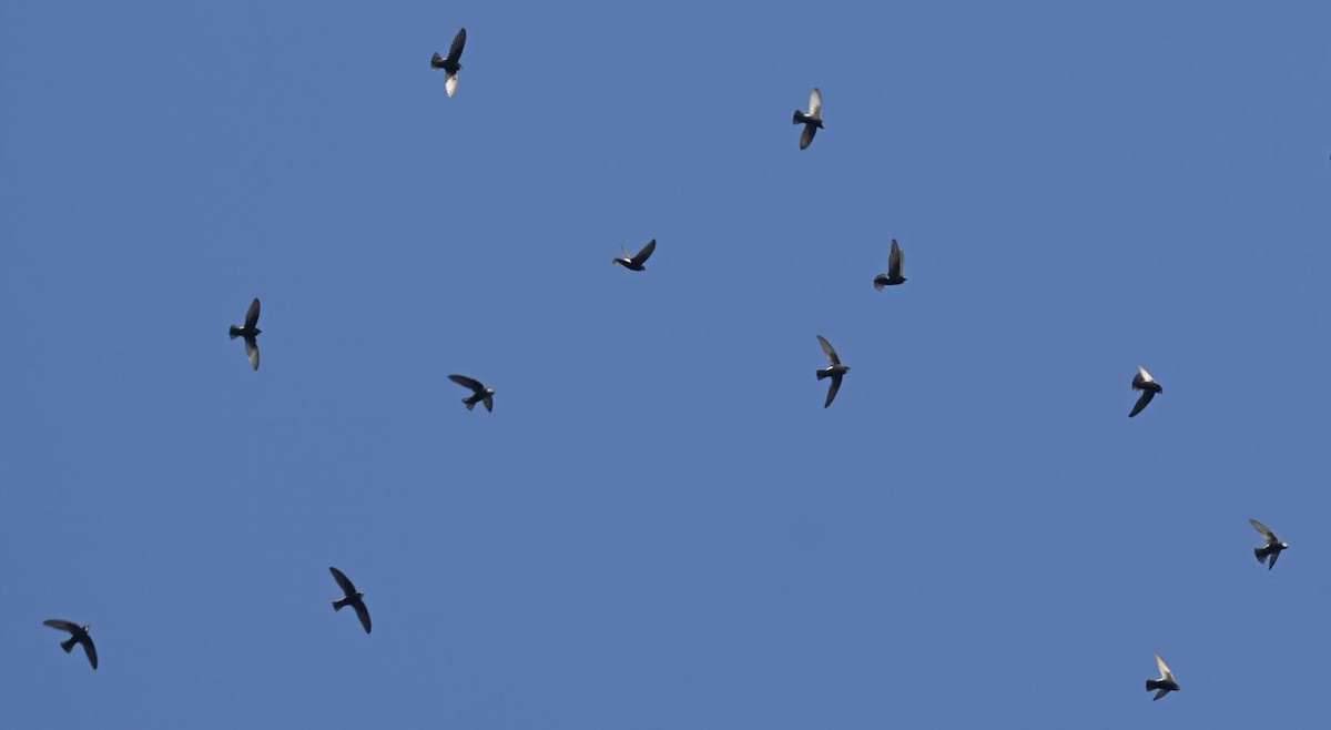 Little Swift - ML647513245