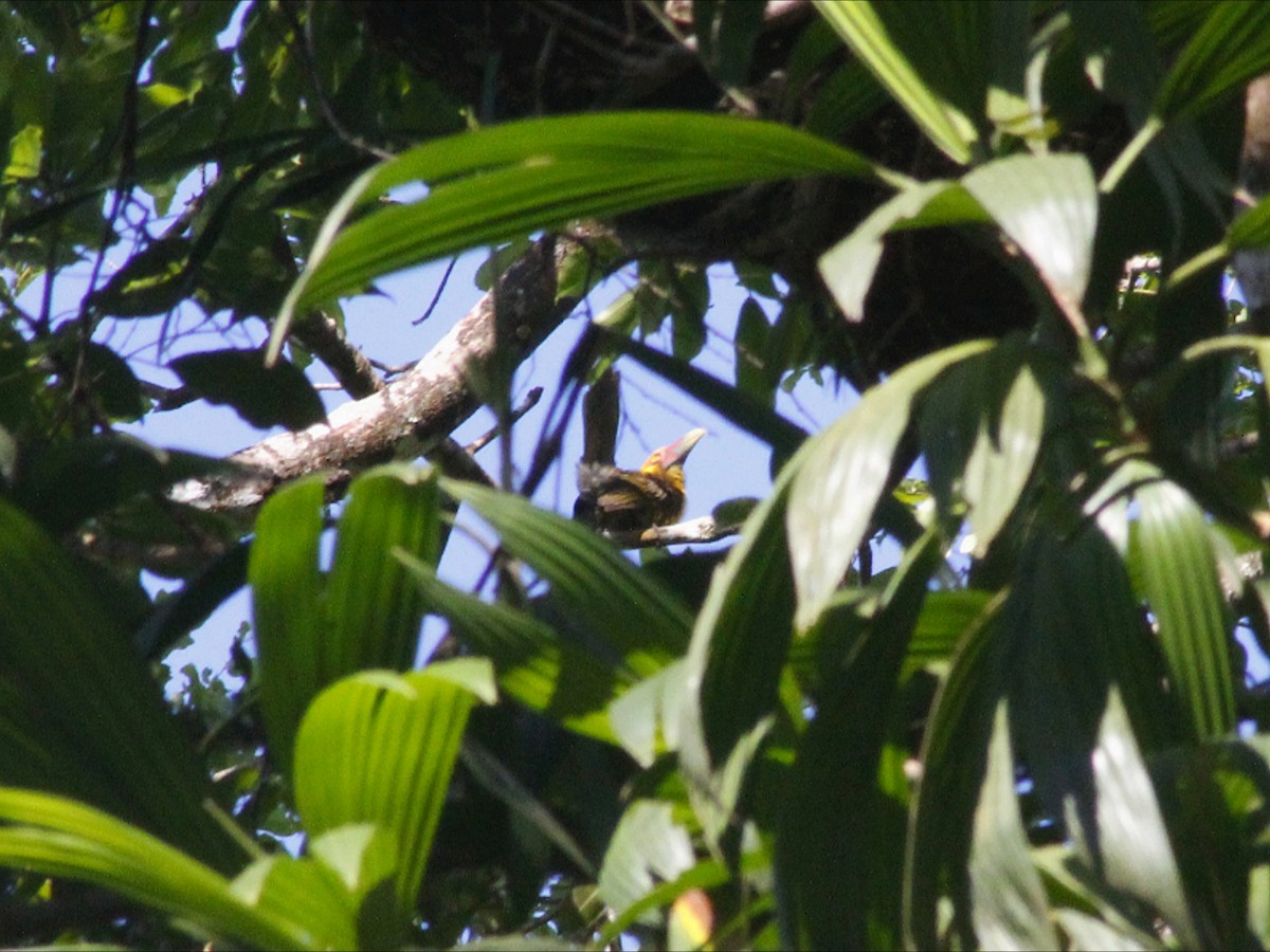 Saffron Toucanet - ML647513248